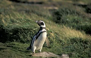 Sea Animal Prints: Magellanic Penguin