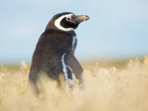 Magellanic Penguin, Falkland Islands