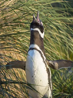 Magellanic Penguin, Falkland Islands