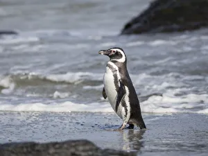 Magellanic Penguin, Falkland Islands