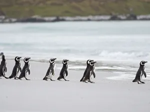 Magellanic Penguin, Falkland Islands