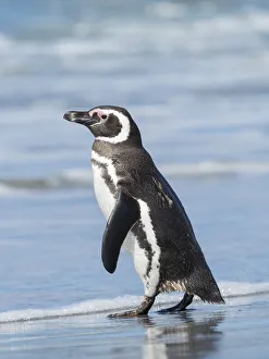 Magellanic Penguin, Falkland Islands