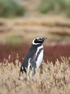 Magellanic Penguin, Falkland Islands