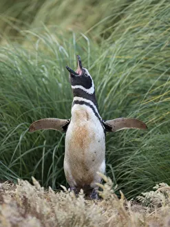 Magellanic Penguin, Falkland Islands