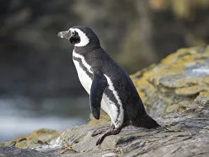 Magellanic Penguin, Falkland Islands