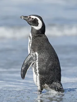 Magellanic Penguin, Falkland Islands