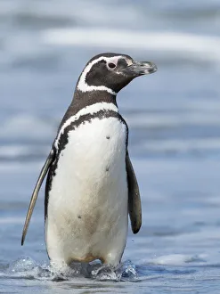 Magellanic Penguin, Falkland Islands