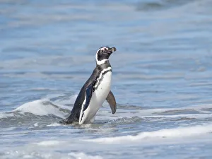 Magellanic Penguin, Falkland Islands
