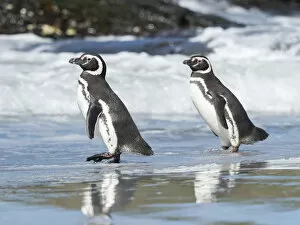 South america, magellanic penguin falkland islands