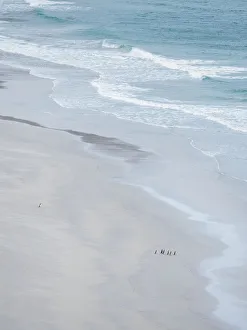 Magellanic penguin group on empty beach, Falkland Islands