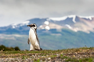Penguin Prints: Magellanic Penguin with mountainous background