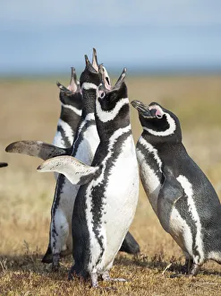 Malvinas Prints: Magellanic Penguin social interaction and behavior in a group, Falkland Islands