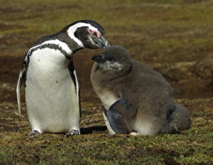 Magellanic Penguin, Spheniscus magellanicus, preening its large chick on the Falkland Islands