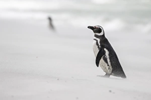 Magellanic Penguin (Spheniscus magellanicus), on beach. South America, Falkland Islands