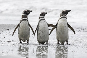 Magellanic Penguin (Spheniscus magellanicus), on beach. South America, Falkland Islands