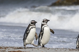 Magellanic Penguin (Spheniscus magellanicus), on beach. South America, Falkland Islands