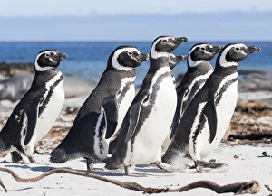 Magellanic Penguin (Spheniscus magellanicus), on beach. South America, Falkland Islands
