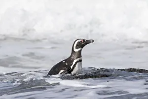 Magellanic Penguin (Spheniscus magellanicus), on beach leaving the ocean. South America