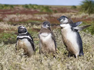 Magellanic Penguin (Spheniscus magellanicus), at burrow with half grown chicks. South America