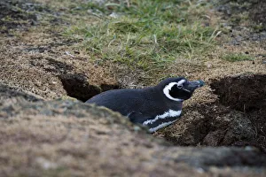 Prints of Magellanic penguin, Spheniscus magellanicus, at the entrance of its burrow Images Dated 2016 December: Magellanic penguin, Spheniscus magellanicus, at the entrance of its burrow