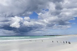Magellanic Penguin (Spheniscus magellanicus) at beach. South America, Falkland Islands