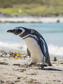 Magellanic Penguin (Spheniscus magellanicus) at beach. South America, Falkland Islands