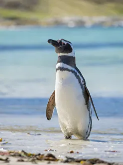 Magellanic Penguin (Spheniscus magellanicus) at beach. South America, Falkland Islands