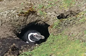 Magellanic penguin (Spheniscus magellanicus) at burrow