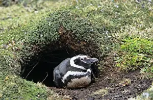 Magellanic penguin (Spheniscus magellanicus) at burrow