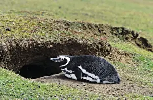 Magellanic penguin (Spheniscus magellanicus) at burrow