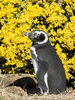 Images Dated 24th October 2017: Magellanic Penguin (Spheniscus magellanicus) at burrow in front of yellow flowering gorse
