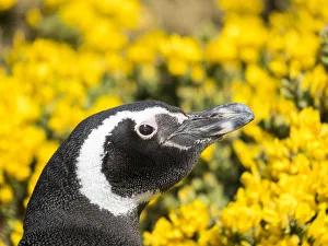 Images Dated 24th October 2017: Magellanic Penguin (Spheniscus magellanicus) at burrow in front of yellow flowering gorse