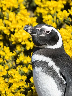 Images Dated 24th October 2017: Magellanic Penguin (Spheniscus magellanicus) at burrow in front of yellow flowering gorse