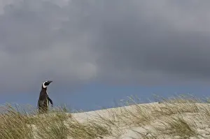 Images Dated 3rd December 2007: Magellanic Penguin (Spheniscus magellanicus) on Keppel Island