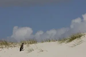 Magellanic Penguin (Spheniscus magellanicus) on Keppel Island, north coast of West Falkland