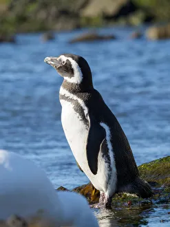 Malvinas Prints: Magellanic Penguin (Spheniscus magellanicus) at rocky shore