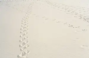 Magellanic penguin (Spheniscus magellanicus) tracks in sand