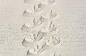 Magellanic penguin (Spheniscus magellanicus) tracks in sand