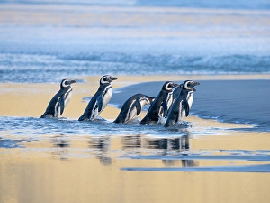 Malvinas Prints: Magellanic Penguin (Spheniscus magellanicus) walking to the sea during early morning at sunrise