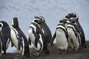 Prints of Magellanic penguins, Spheniscus magellanicus, on a water pond Images Dated 2016 December: Magellanic penguins, Spheniscus magellanicus, on a water pond