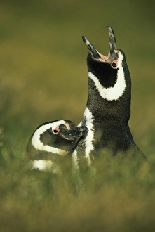 Maternal Prints: Magellanic Penguins, (Spheniscus magellanicus)