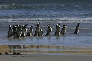 Images Dated 3rd December 2007: Magellanic Penguins (Spheniscus magellanicus), Keppel Island, off north coast of West Falkland