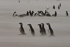 Magellanic Penguins (Spheniscus magellanicus) Adults and juveniles on beach