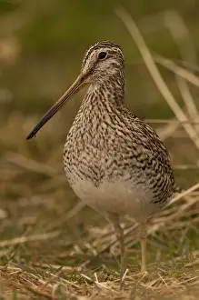 Hidden Prints: Magellanic Snipe (Gallinago magellanica magellanica) Sea Lion Island. South of