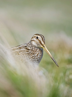 Prints of Magellanic Snipe. Sea Lion Island, spring Images Dated 2024 April: Magellanic Snipe. Sea Lion Island, spring