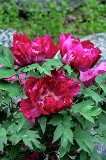 Shrub Prints: Magenta Chinese peony