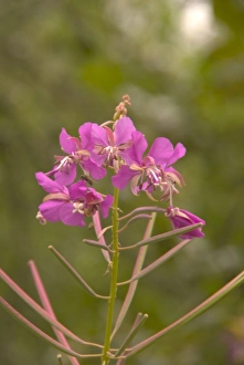 Fairbanks Prints: Magenta fireweed Fairbanks Alaska