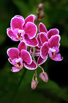 Phalaenopsis Prints: Magenta moth orchid
