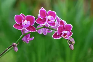 Phalaenopsis Prints: Magenta moth orchid spray