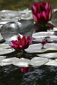 Nymphaea Prints: Magenta Waterlily